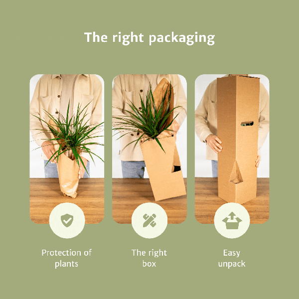 Efeutute Epipremnum Marble Queen Zimmerpflanze Ø12cm – pflegeleichte Grünpflanze für Wohnzimmer, Büro & helle Standorte kaufen – Plant