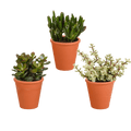 Crassula Mix – Dickblatt 3 Pflanzen – Ø8,5cm Zimmerpflanzen im Terrakotta – Topf – Verschiedene Sukkulenten im mediterranen Tontopf – Plant