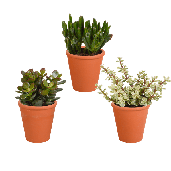 Crassula Mix – Dickblatt 3 Pflanzen – Ø8,5cm Zimmerpflanzen im Terrakotta – Topf – Verschiedene Sukkulenten im mediterranen Tontopf – Plant