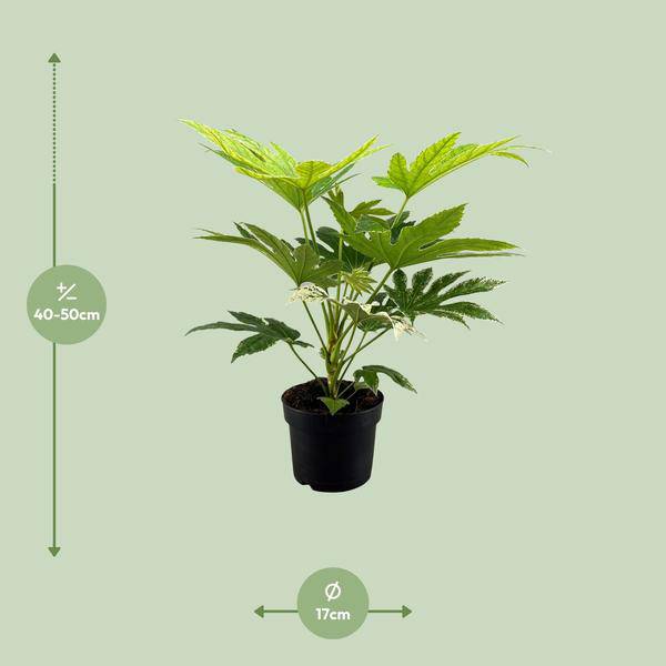 Zimmeraralie Fatsia Japonica Spider Web Zimmerpflanze Ø17cm ↕50cm – pflegeleichte Grünpflanze für Wohnzimmer, Büro & helle Standorte kaufen – Plant