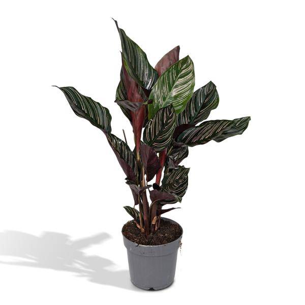 Korbmarante Calathea Ornata – Zimmerpflanze Ø14cm ca. 50cm hoch – Exotische Blattzeichnung – Pflegeleichte Zimmerpflanze für Zuhause & Büro – Plant