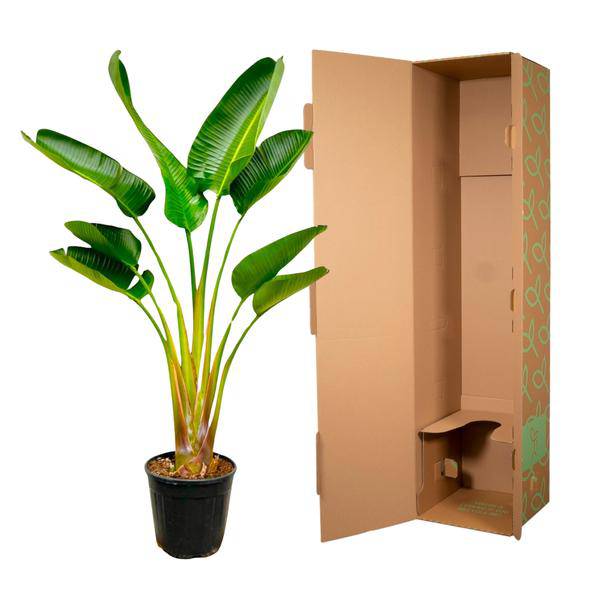 Baum – Strelitzie – Strelitzia Augusta – ca. 160cm hoch – Ø24cm – Exotische Zimmerpflanze mit großen Blättern – Plant