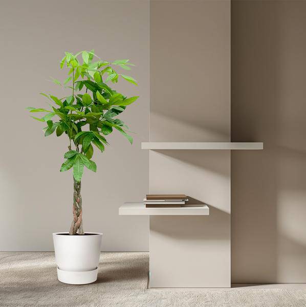 Glückskastanie – Pachira Aquatica – Zimmerpflanze 110cm – Ø21cm – Geldbaum mit geflochtenem Stamm – Exotische Grünpflanze für Wohnzimmer & Büro – Plant