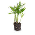 Salonpalme – Chamaedorea elegans 'baby' – Zimmerpflanze – Terrarienpflanze – Ø6cm – Pflegeleicht & luftreinigend – Helles Plätzchen ohne direkte Sonne – Plant