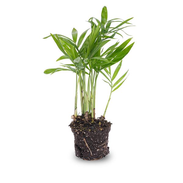 Salonpalme – Chamaedorea elegans 'baby' – Zimmerpflanze – Terrarienpflanze – Ø6cm – Pflegeleicht & luftreinigend – Helles Plätzchen ohne direkte Sonne – Plant