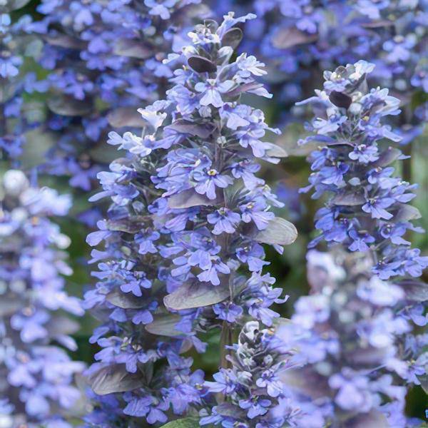 Kriechender Günsel Ajuga reptans – ↕10-25cm – Ø9cm – Bodendecker – Halbschatten & Schatten – Blühend & pflegeleicht – Plant