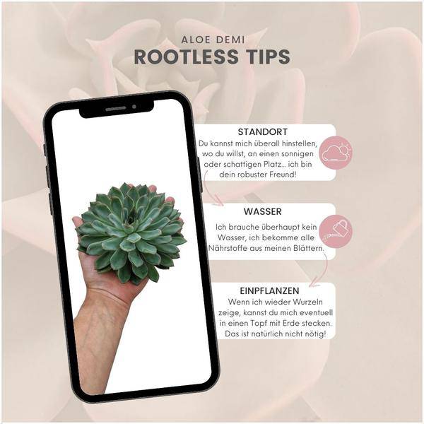 Sukkulente Echeveria pulidonis ROOTLESS Zimmerpflanze – pflegeleichte Sukkulente für Wohnzimmer, Büro & helle Standorte kaufen – Plant