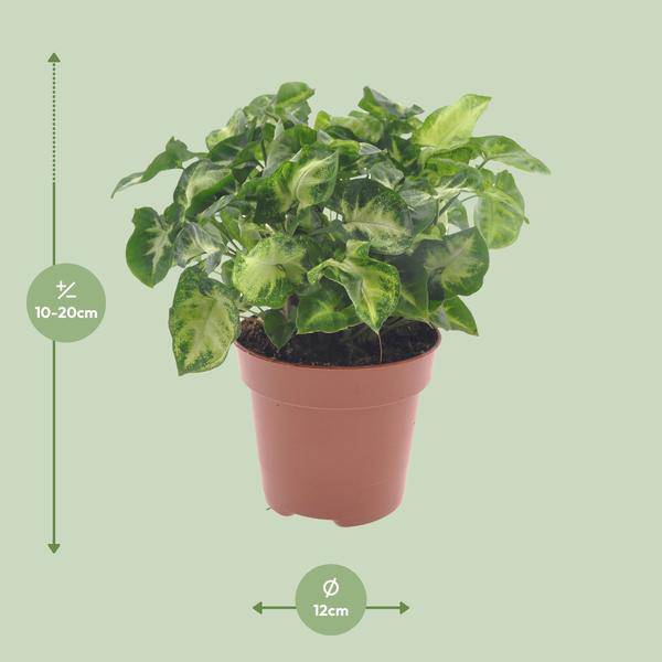 Purpurtute Syngonium Pixie Zimmerpflanze Ø12cm ↕20cm – pflegeleichte Grünpflanze für Wohnzimmer, Büro & helle Standorte kaufen – Plant