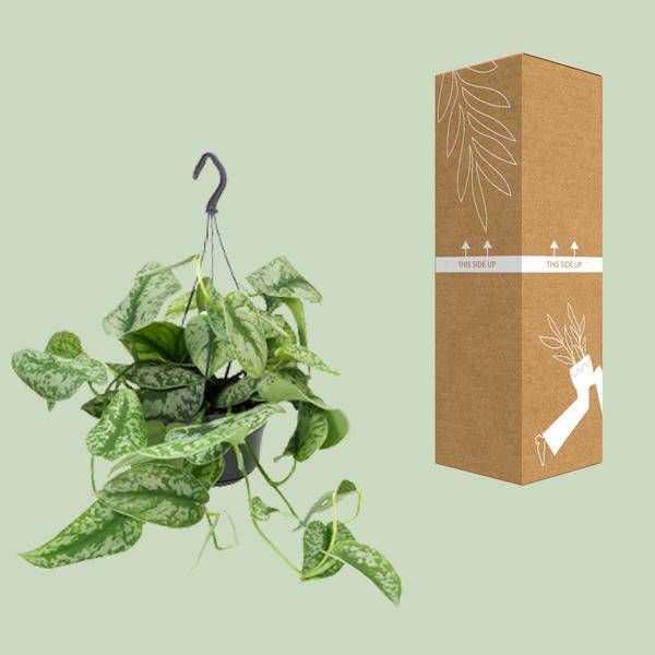 Gefleckte Efeutute Scindapsus Pictus Trebie Zimmerpflanze Ø15cm ↕25cm – pflegeleichte Grünpflanze für Wohnzimmer, Büro & helle Standorte kaufen – Plant
