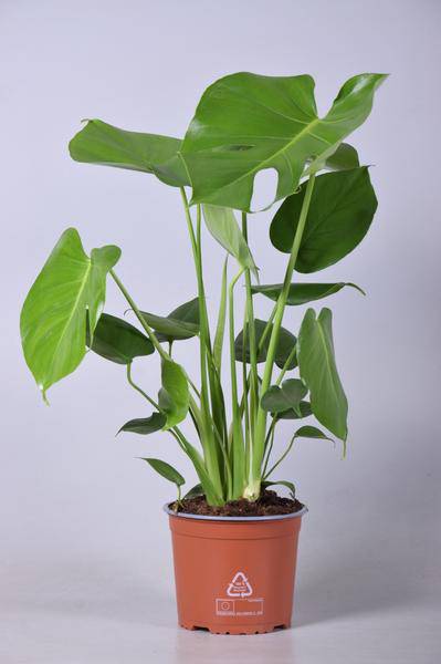 Monstera Deliciosa – Köstliches Fensterblatt – Ø17cm 60cm hoch – Zimmerpflanze mit typischen Blattfenstern – Urban Jungle Klassiker – Plant