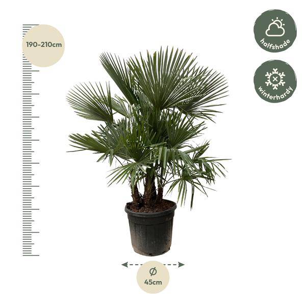 Hanfpalme Gartenpflanze Ø50cm ↕230cm – winterharte Pflanze für Garten, Balkon, Terrasse, Kübel & Beet online kaufen – Plant