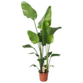 Baum – Strelitzie Strelitzia Nicolai Zimmerpflanze Ø21cm ↕130cm – tropische Grünpflanze für Wohnzimmer, Büro & helle Standorte kaufen – Plant