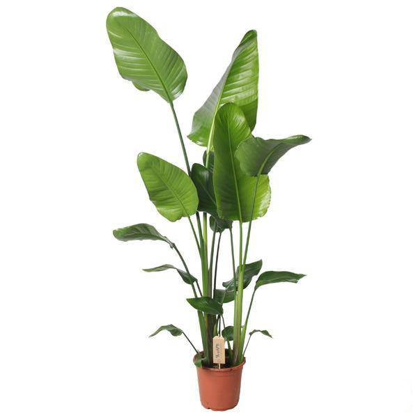 Baum – Strelitzie Strelitzia Nicolai Zimmerpflanze Ø21cm ↕130cm – tropische Grünpflanze für Wohnzimmer, Büro & helle Standorte kaufen – Plant
