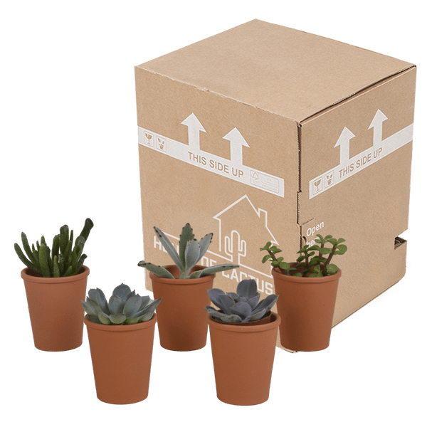 Sukkulenten Mix 5 Pflanzen Ø5,5cm – pflegeleichtes Pflanzen Set für Urban Jungle, Fensterbank, Wohnzimmer & Büro – Plant