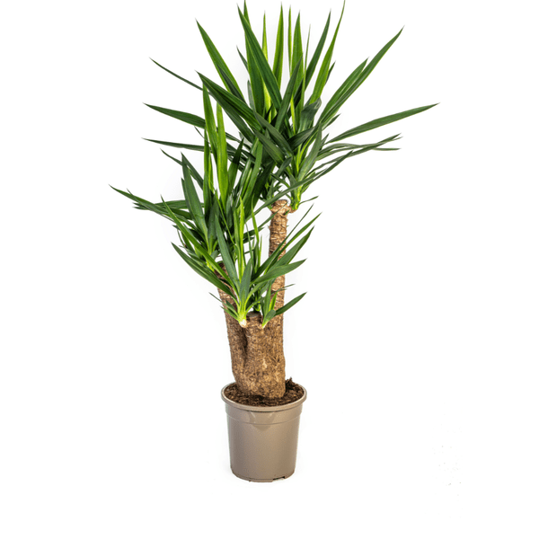Riesen – Palmlilie – Yucca Elephantipes – Zimmerpflanze – Ø24cm – ↕90-100cm – Pflegeleicht & robust – Luftreinigend – Plant