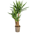 Riesen – Palmlilie – Yucca Elephantipes – Zimmerpflanze – Ø24cm – ↕90-100cm – Pflegeleicht & robust – Luftreinigend – Plant