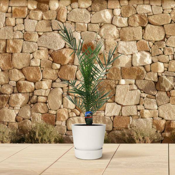 Phoenix Canariensis – Kanarische Dattelpalme – Exotische Zimmer – und Kübelpflanze – Palme für Garten, Terrasse & Wohnung – Ø15cm – ↕80cm – Plant