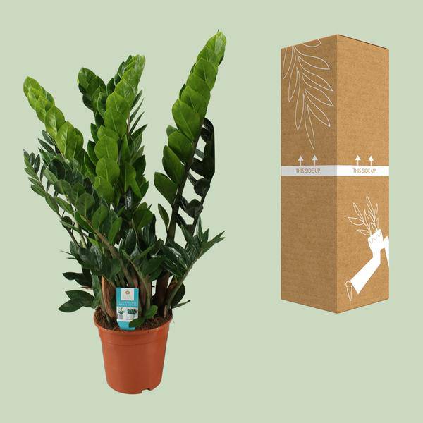 Glücksfeder Zamioculcas Zamiifolia Zimmerpflanze Ø21cm ↕80cm – pflegeleichte Grünpflanze für Wohnzimmer, Büro & helle Standorte kaufen – Plant