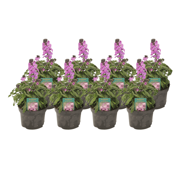 Violetter Schöterich Bowles Mauve – Erysimum linifolium – 8 Pflanzen – Ø13cm – ca.30cm hoch – Lila blühende Staude für Garten Balkon & Terrasse – Plant