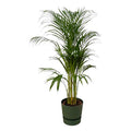 Areca Palme – Betelpalme – Zimmerpflanze ca. 110cm – Ø21cm – inkl. Pflanzgefäß Greenville Grün D24xH23 – Plant
