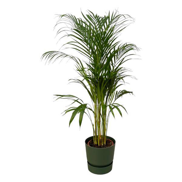 Areca Palme – Betelpalme – Zimmerpflanze ca. 110cm – Ø21cm – inkl. Pflanzgefäß Greenville Grün D24xH23 – Plant