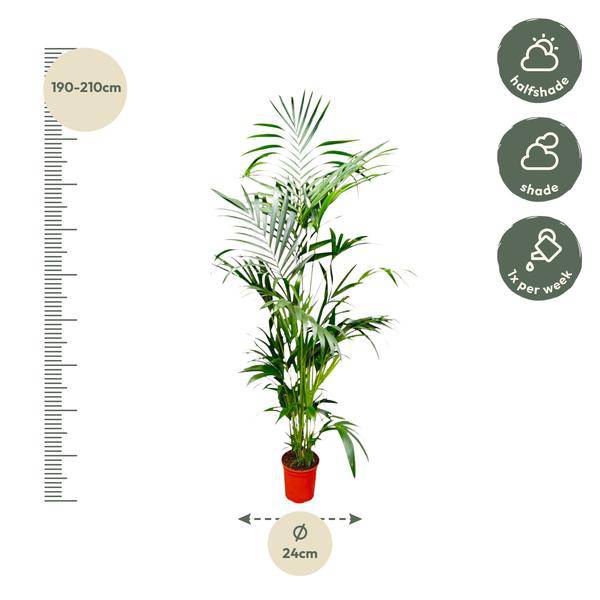 Kentia – Palme – Howea forsteriana – Zimmerpflanze – 200cm – Ø24cm – Elegante Grünpflanze für Wohnzimmer, Büro & Wintergarten – Tropische Kübelpflanze – Plant