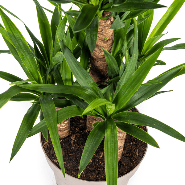Yucca Elephantipes Zimmerpflanze Ø30cm ↕100cm – pflegeleichte Grünpflanze für Wohnzimmer, Büro & helle Standorte kaufen – Plant