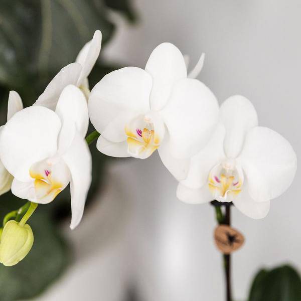 Pflanzset Phalaenopsis Orchidee Amabilis Weiß Ø9cm & Sukkulente Crassula Hobbit Ø6cm – In türkisfarbenen Keramik Fish – Töpfen – Plant