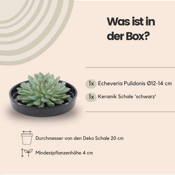 Sukkulente – Echeveria pulidonis ROOTLESS – Ø20cm Schale Schwarz – Zimmerpflanze ohne Wurzeln – Pflegeleichte Schnitt – Plant