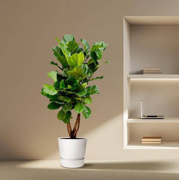 Geigen – Feige – Ficus Lyrata – Zimmerpflanze 200cm – Ø32cm – XXL – Pflanze mit großen geigenförmigen Blättern – Pflegeleicht – Plant