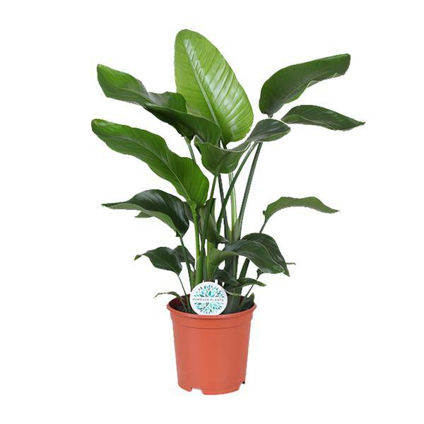 Baum – Strelitzie Strelitzia Nicolai Zimmerpflanze Ø21cm ↕80cm – tropische Grünpflanze für Wohnzimmer, Büro & helle Standorte kaufen – Plant