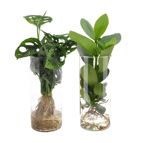 Monstera – Clusia – Zylinderglas Duo – Zimmerpflanzen im Glas – Ø12cm – Höhe 25-40cm – 2 Pflanzen – Hydroponie Dekopflanzen – Plant