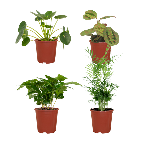 Tierfreundliches Pflanzenset Ø12cm ↕20-40cm – pflegeleichtes Pflanzen Set für Urban Jungle, Fensterbank, Wohnzimmer & Büro – Plant