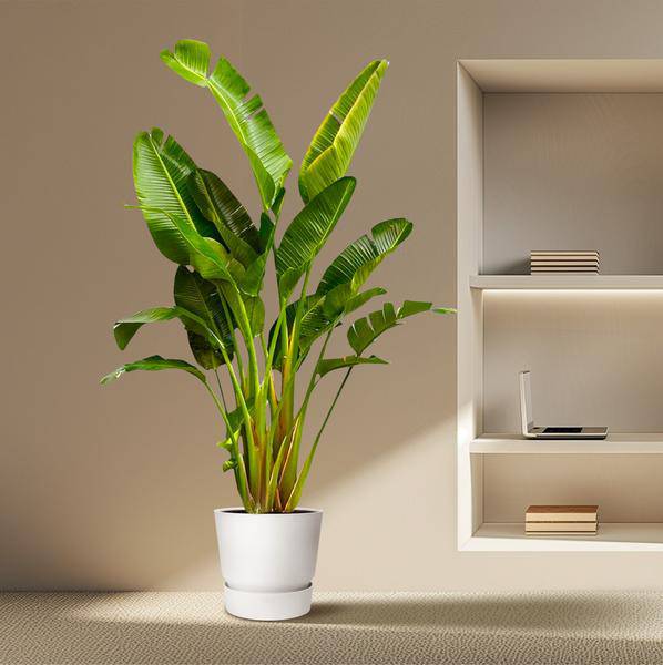 Baum – Strelitzie – Strelitzia Augusta mehrstämmig XXL – 250cm – Ø50cm – Weißer Paradiesvogel – Plant