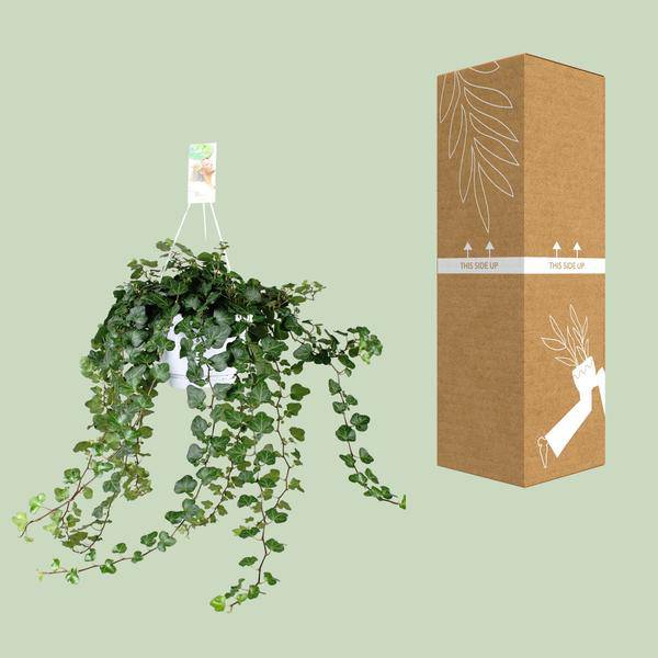 Efeu – Hedera Helix Wonder Green – Zimmerpflanze – Ø24cm – 70cm Höhe – Luftreinigend & Pflegeleicht – Kletterpflanze für Wohnräume – Plant
