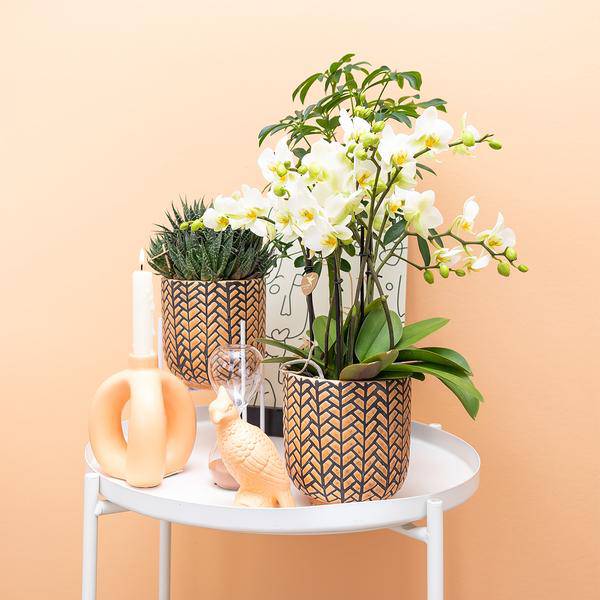 Deko – Kakadu Zimmerpflanze – pflegeleichte Grünpflanze für Wohnzimmer, Büro & helle Standorte kaufen – Plant