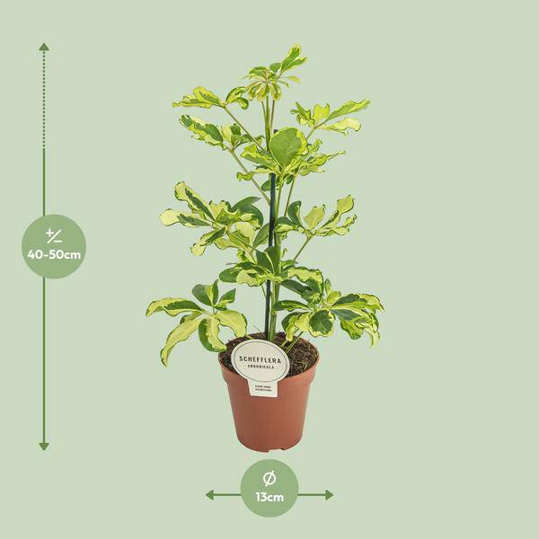 Strahlenaralie Schefflera Charlotte Zimmerpflanze Ø13cm ↕45cm – pflegeleichte Grünpflanze für Wohnzimmer, Büro & helle Standorte kaufen – Plant