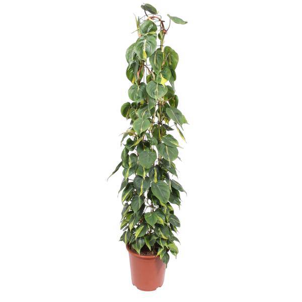 Baumfreund – Philodendron Scandens Brasil – Zimmerpflanze – 160cm – Ø27cm – pflegeleichte Kletterpflanze mit herzförmigen Blättern – Plant