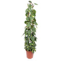 Baumfreund – Philodendron Scandens Brasil – Zimmerpflanze – 160cm – Ø27cm – pflegeleichte Kletterpflanze mit herzförmigen Blättern – Plant