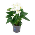 Flamingoblume Anthurium Weiß Zimmerpflanze Ø12cm ↕43cm – pflegeleichte Grünpflanze für Wohnzimmer, Büro & helle Standorte kaufen – Plant
