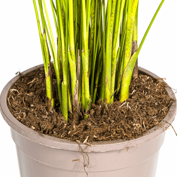 Dypsis Areca Lutescens – Goldfruchtpalme – Zimmerpflanze Ø19cm ↕80-100cm – Federartige Blätter – Tropisches Flair – Pflegeleicht – Plant