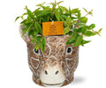 Peperomia Angulata 'Rocca Vivace' – Zwergpfeffer – Zimmerpflanze im Ziertopf – Ø11cm Pflanze – ca. 15cm hoch – inkl. Topf Giraffe Braun Ø11/14x11cm – Plant