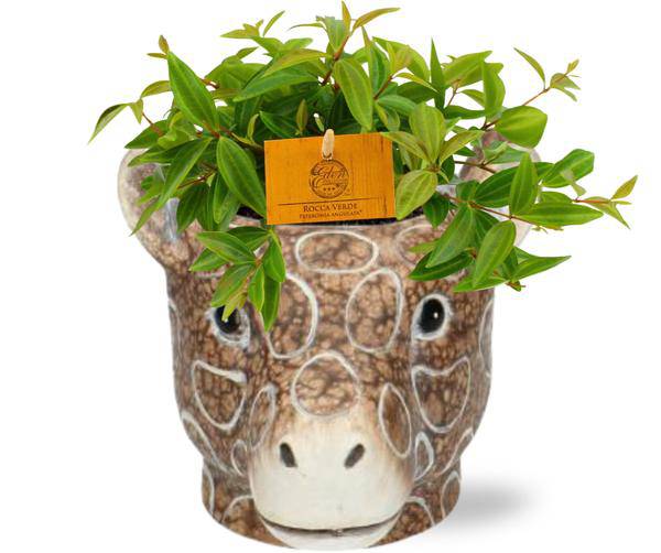 Peperomia Angulata 'Rocca Vivace' – Zwergpfeffer – Zimmerpflanze im Ziertopf – Ø11cm Pflanze – ca. 15cm hoch – inkl. Topf Giraffe Braun Ø11/14x11cm – Plant