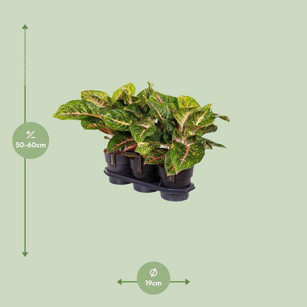 Kolbenfaden – Aglaonema Frühling Rot – Zimmerpflanze – Ø19cm – ca. 60cm hoch – dekorative pflegeleichte Pflanze für Wohnung & Büro – Plant