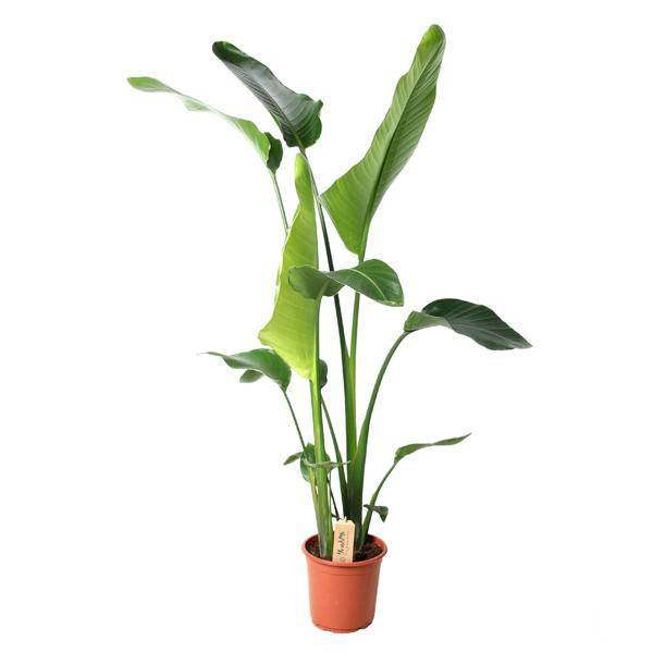 Baum – Strelitzie Strelitzia Nicolai Zimmerpflanze Ø21cm ↕100cm – tropische Grünpflanze für Wohnzimmer, Büro & helle Standorte kaufen – Plant