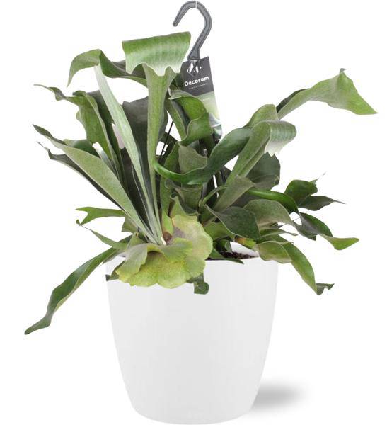 Platycerium Bifurcatum Geweihfarn – Ø17cm – ca. 30cm hoch – Inklusive Topf Brüssel Weiß Ø18x17cm – Stilvolle Zimmerpflanze für Wohnzimmer & Büro – Plant