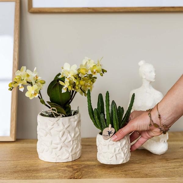 Aasblume – Stapelia – Zimmerpflanze – Ø6cm – Exotische & pflegeleichte Sukkulente – Seltene Kaktusart für Wohnzimmer, Büro & Pflanzenliebhaber