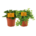 Peperomia Duo Zwergpfeffer – Zimmerpflanze – 2 Pflanzen – Ø10cm – Höhe ca. 15cm – Pflegeleichte Grünpflanze für Wohnung & Büro – Plant