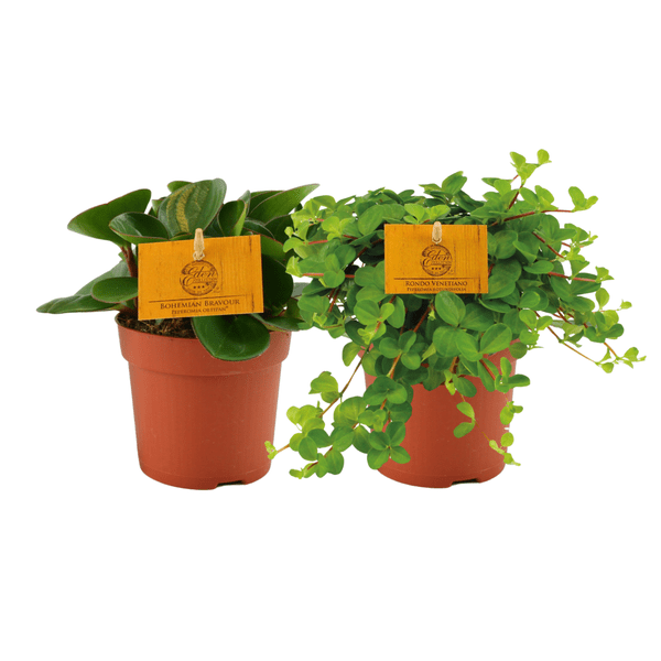 Peperomia Duo Zwergpfeffer – Zimmerpflanze – 2 Pflanzen – Ø10cm – Höhe ca. 15cm – Pflegeleichte Grünpflanze für Wohnung & Büro – Plant
