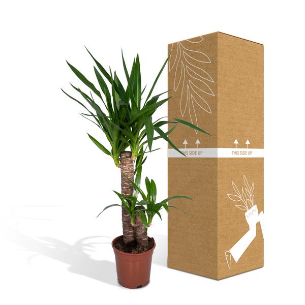 Palmlilie Yucca Elephantipes Zimmerpflanze Ø17cm ↕85cm – pflegeleichte Grünpflanze für Wohnzimmer, Büro & helle Standorte kaufen – Plant